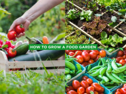 How to Grow A Food Garden