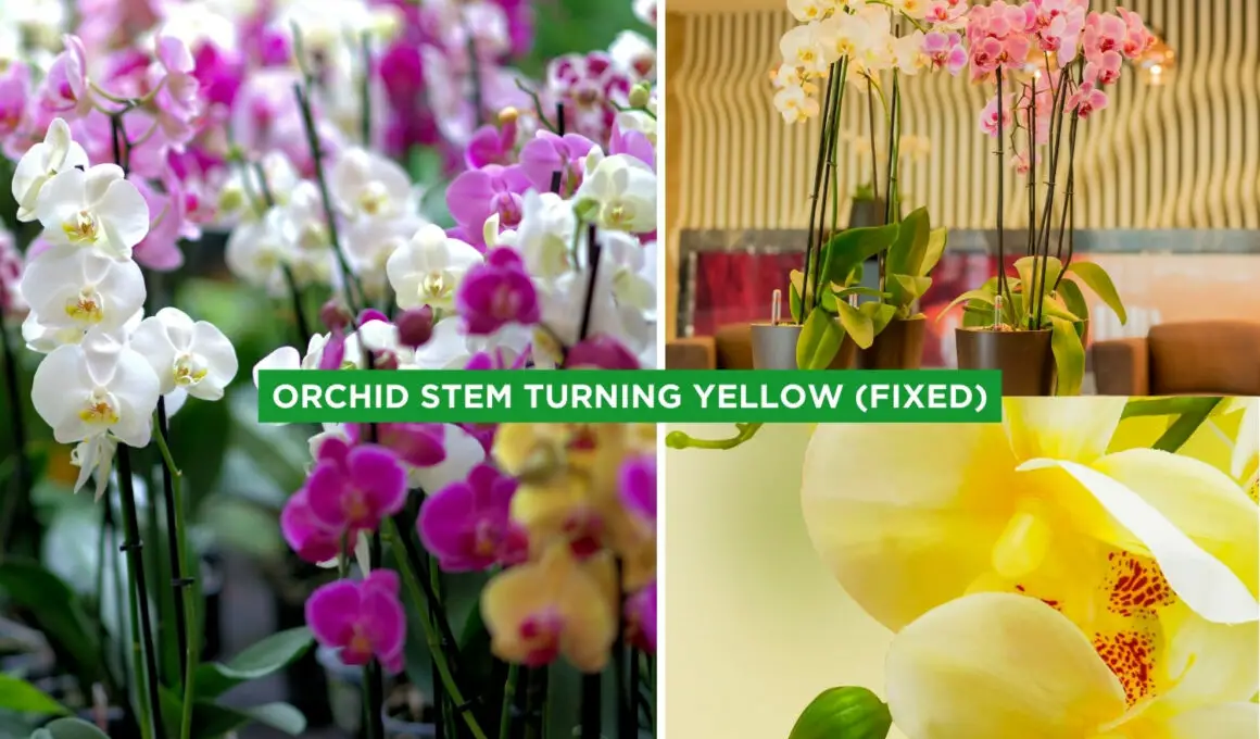 Orchid Stem Turning Yellow