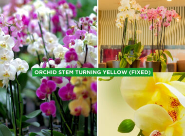 Orchid Stem Turning Yellow