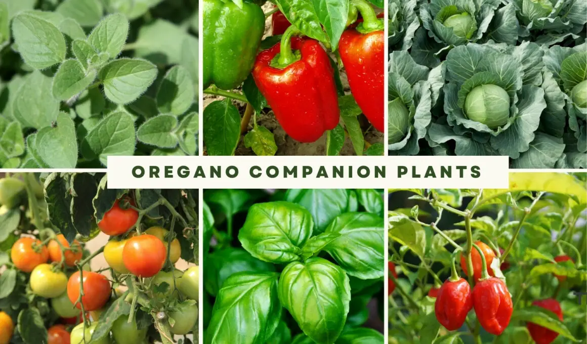 Oregano Companion Plants