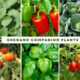 Oregano Companion Plants