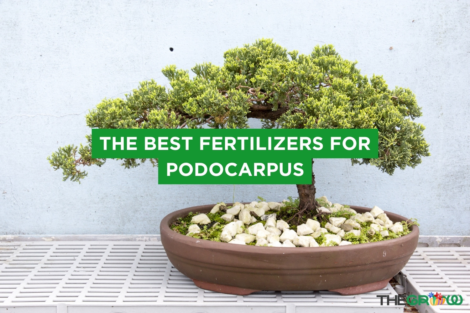 The Best Fertilizers For Podocarpus (2023) TheGrow