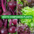 Beets Companion Plants 2023: The Ultimate Guide for Gardeners