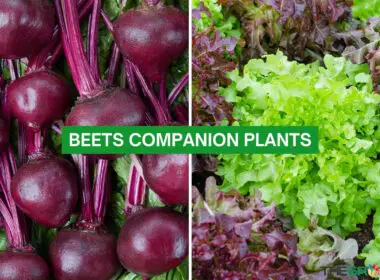Beets Companion Plants 2023: The Ultimate Guide for Gardeners