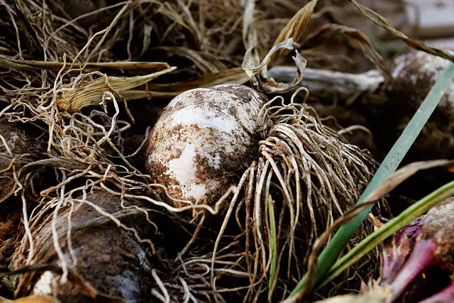 Choosing the Right Time to Plant Garlic