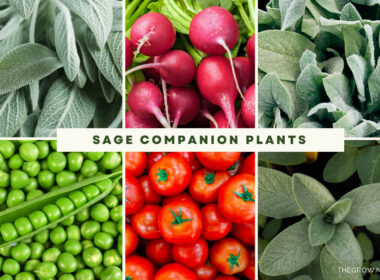 Sage Companion Plants 2023