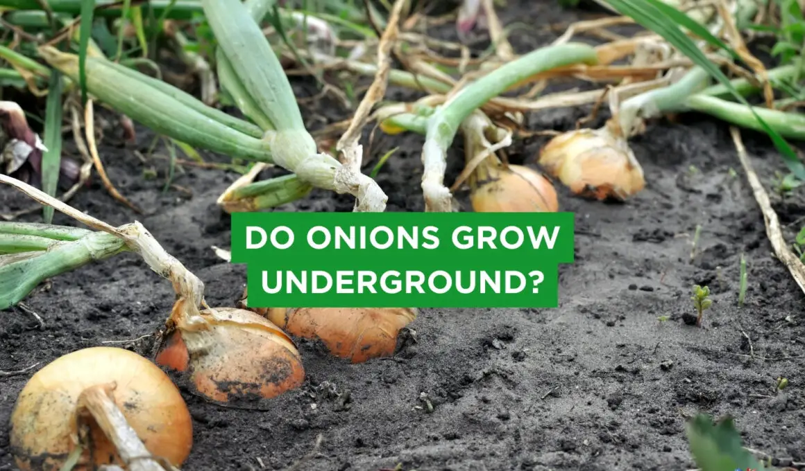 Do Onions Grow Underground