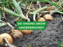 Do Onions Grow Underground