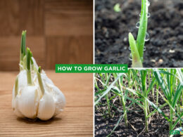 How to Grow Garlic Growing Stages, Planting & Care Tips