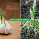 How to Grow Garlic Growing Stages, Planting & Care Tips