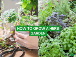 How to Grow a Herb Garden