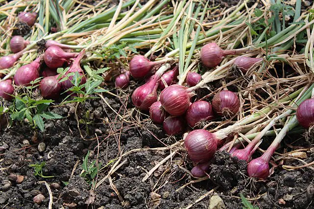 Common Misconceptions About Growing Onions