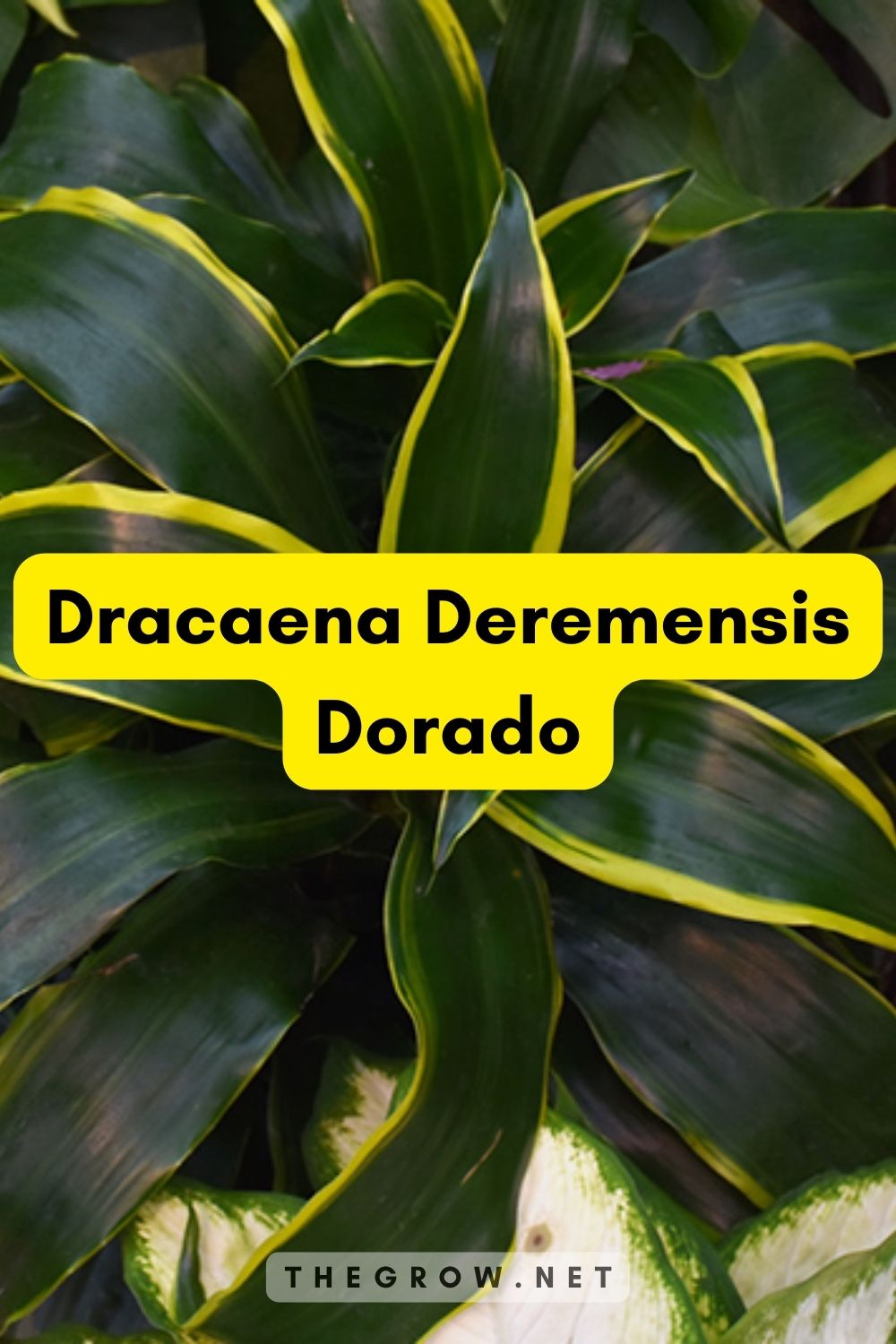 Dracaena Deremensis Dorado