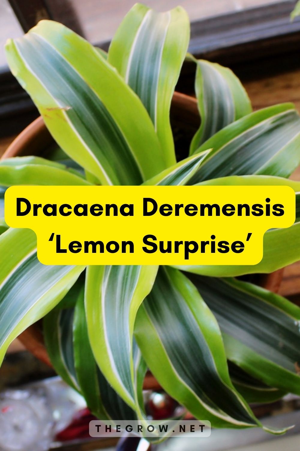 Dracaena Deremensis ‘Lemon Surprise’