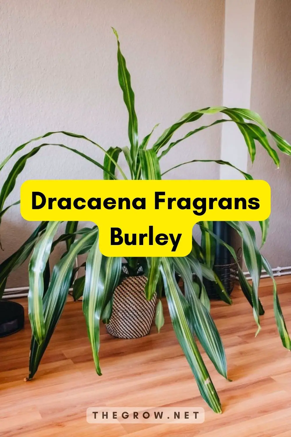 Dracaena Fragrans Burley