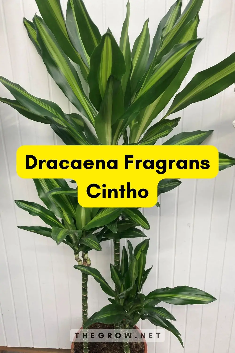 Dracaena Fragrans Cintho