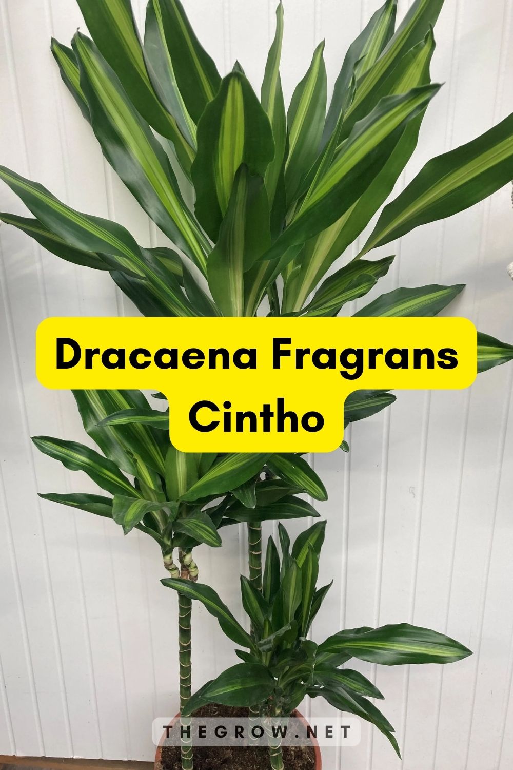 Dracaena Fragrans Cintho