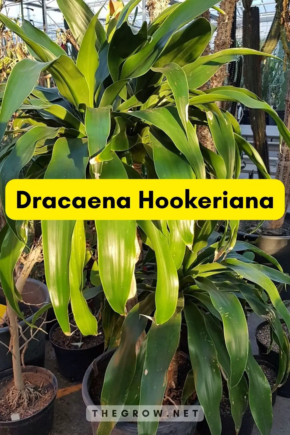 Dracaena Hookeriana