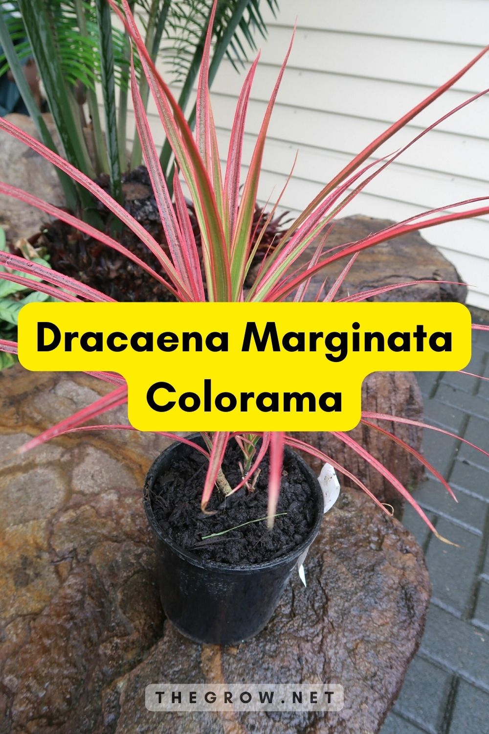 Dracaena Marginata Colorama