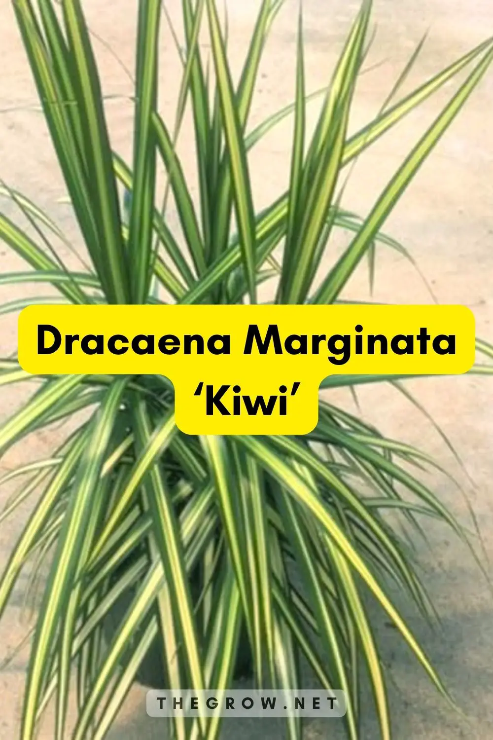 Dracaena Marginata ‘Kiwi’