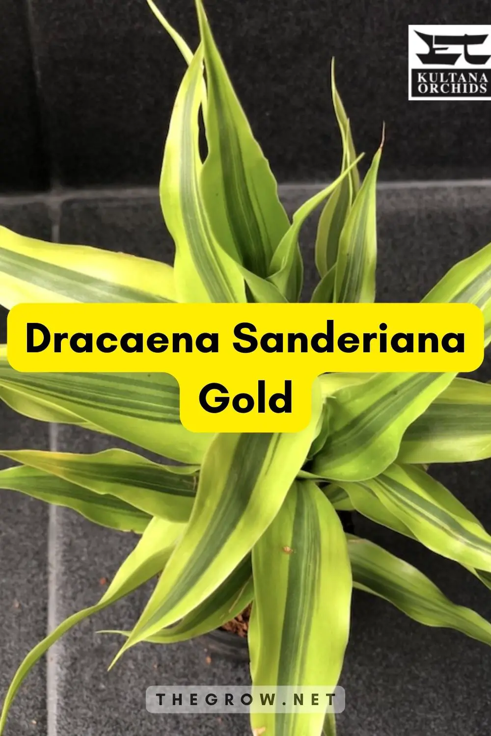 Dracaena Sanderiana Gold