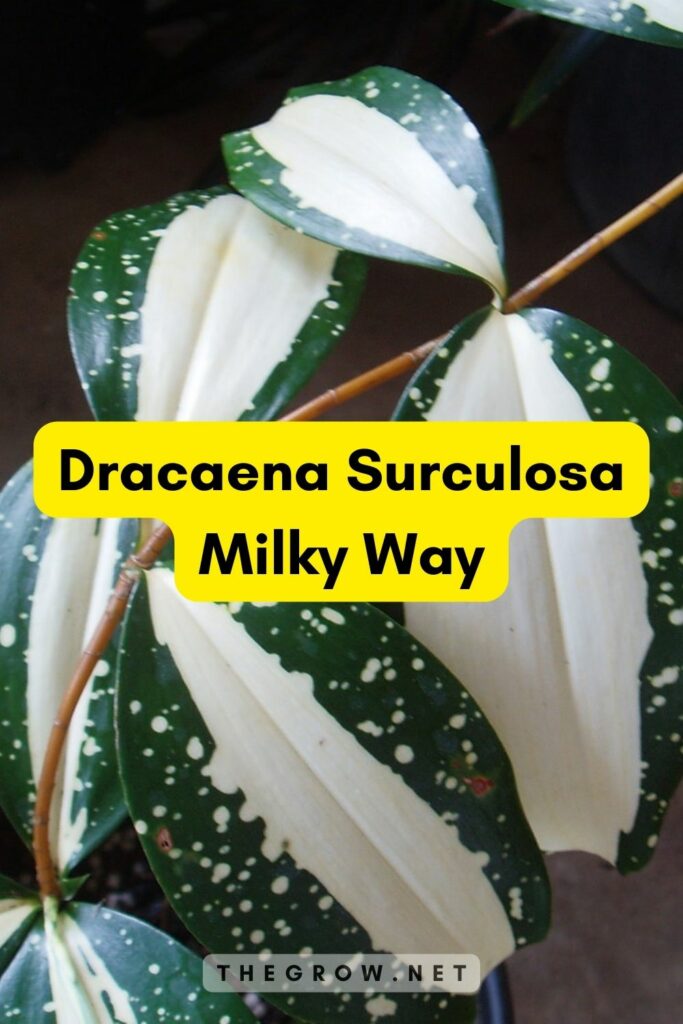 Dracaena Surculosa Milky Way