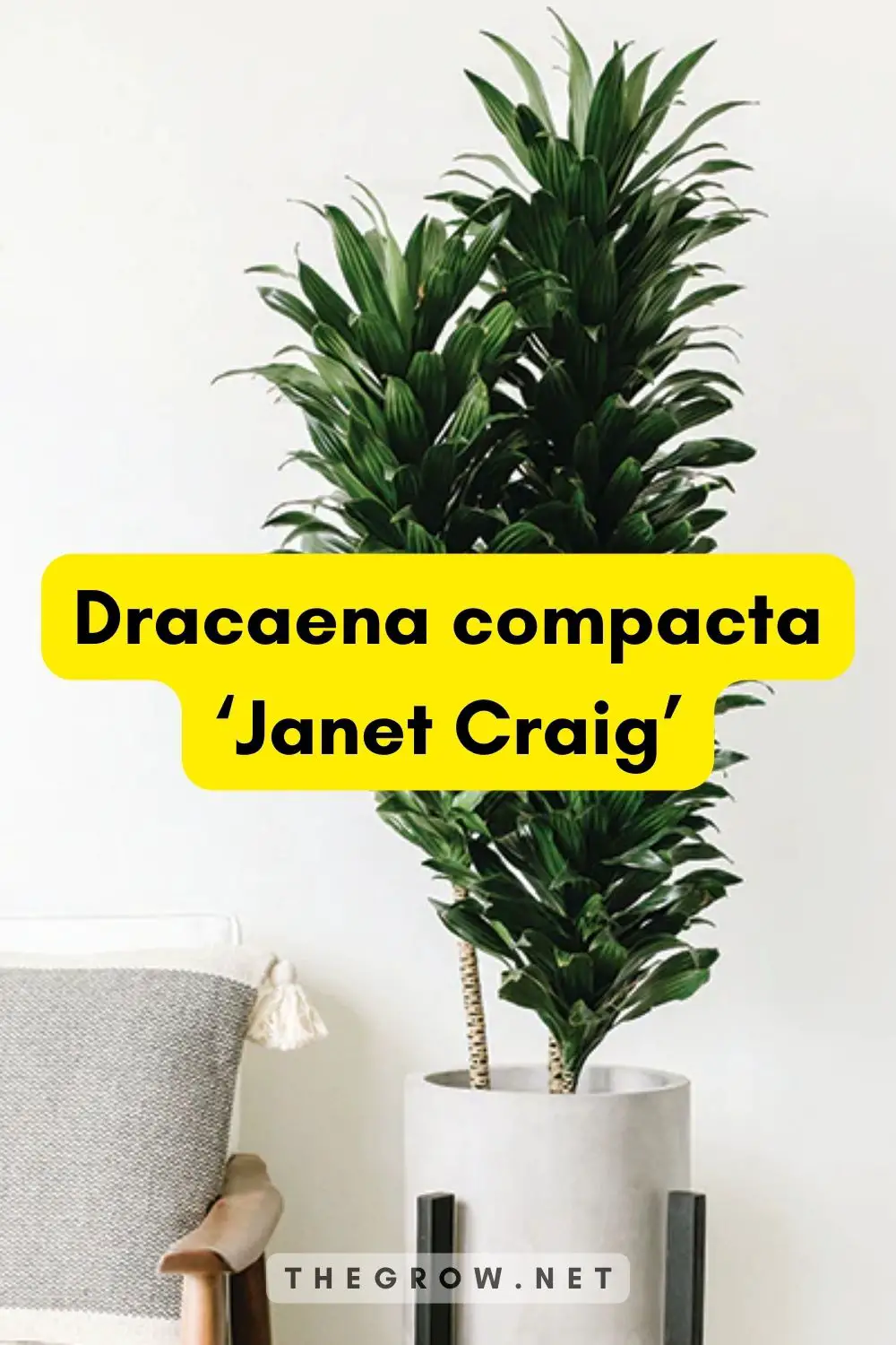 Dracaena compacta ‘Janet Craig’
