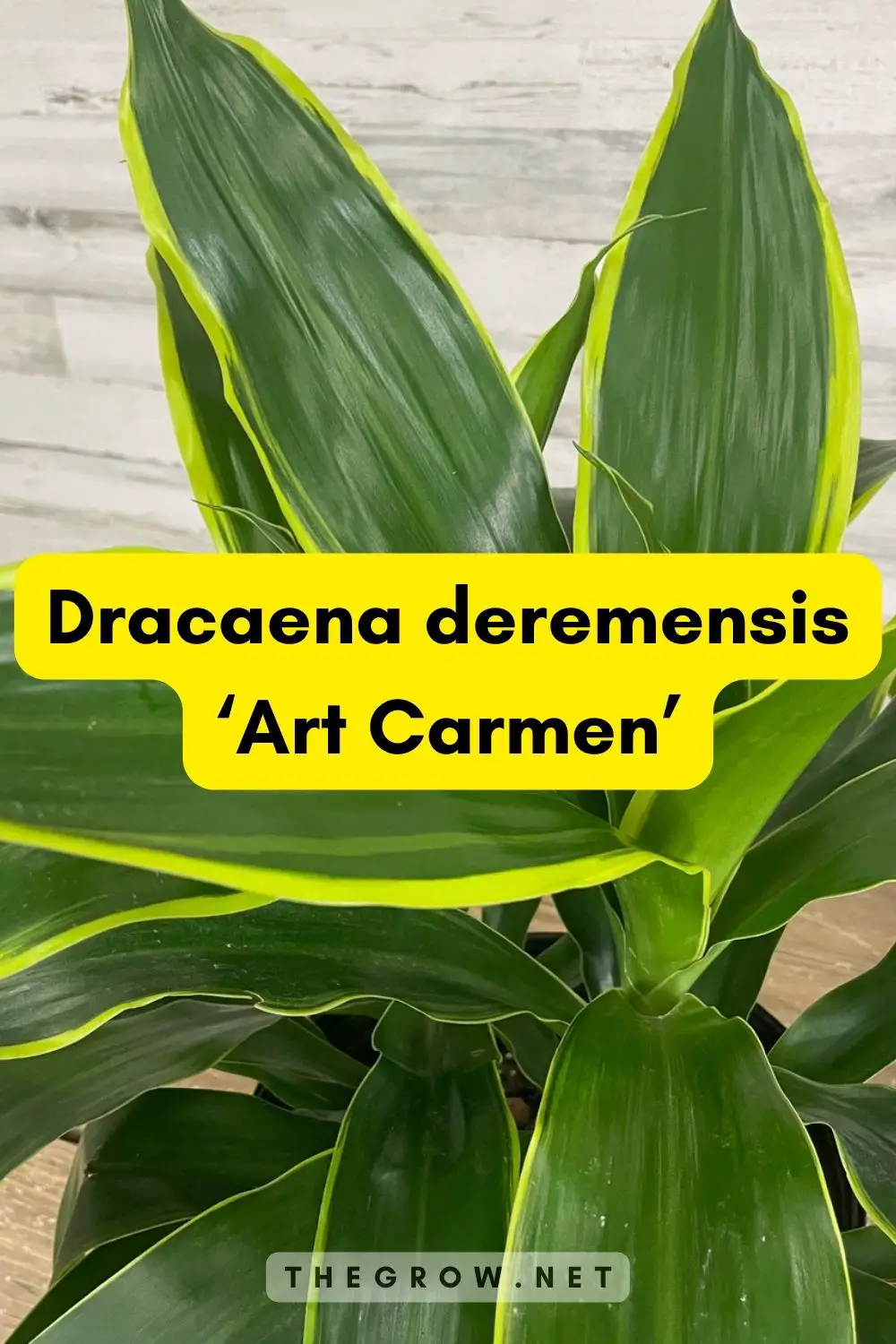 Dracaena deremensis ‘Art Carmen’
