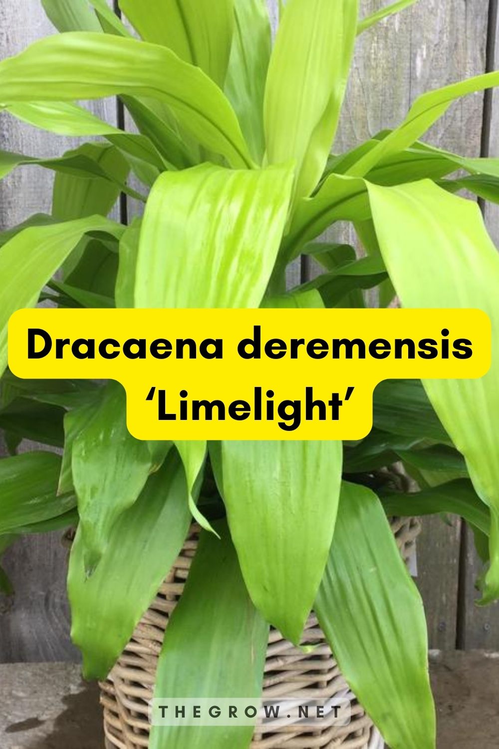 Dracaena deremensis ‘Limelight’