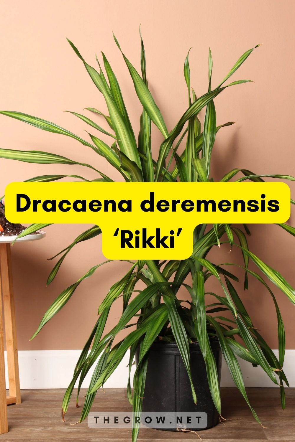 Dracaena deremensis ‘Rikki’