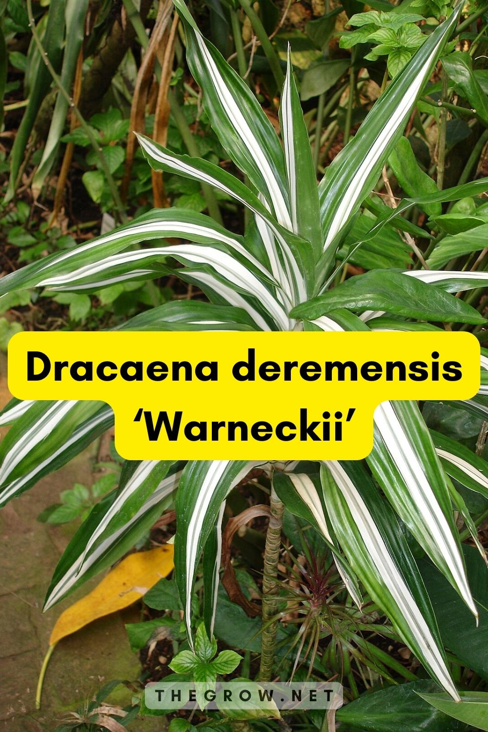 Dracaena deremensis ‘Warneckii’