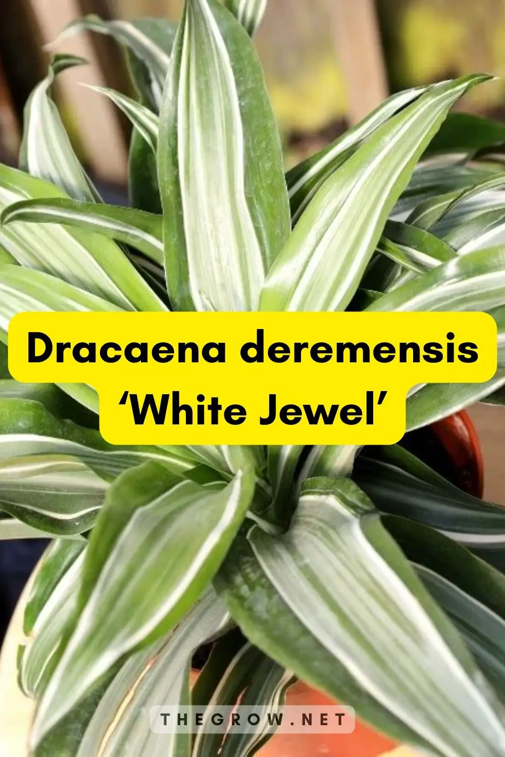 Dracaena deremensis ‘White Jewel’