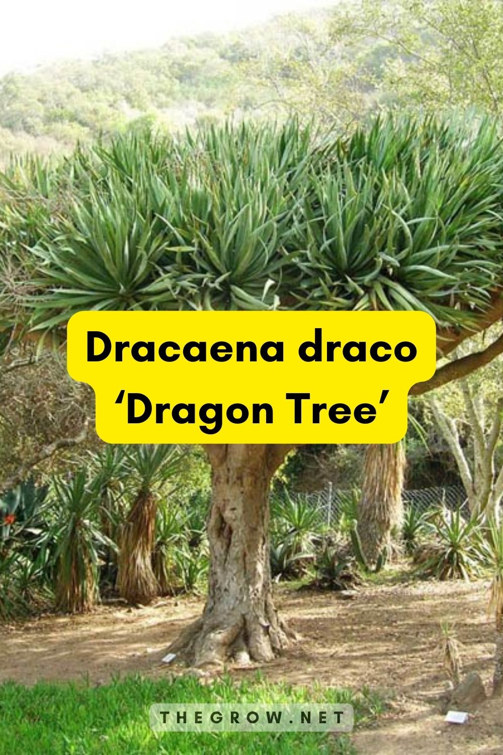 Dracaena draco ‘Dragon Tree’