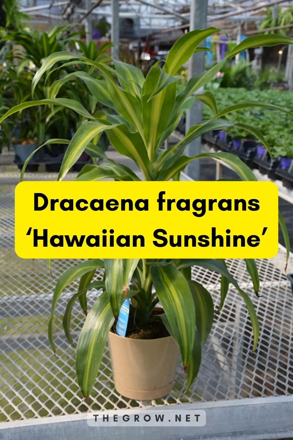 Dracaena fragrans ‘Hawaiian Sunshine’