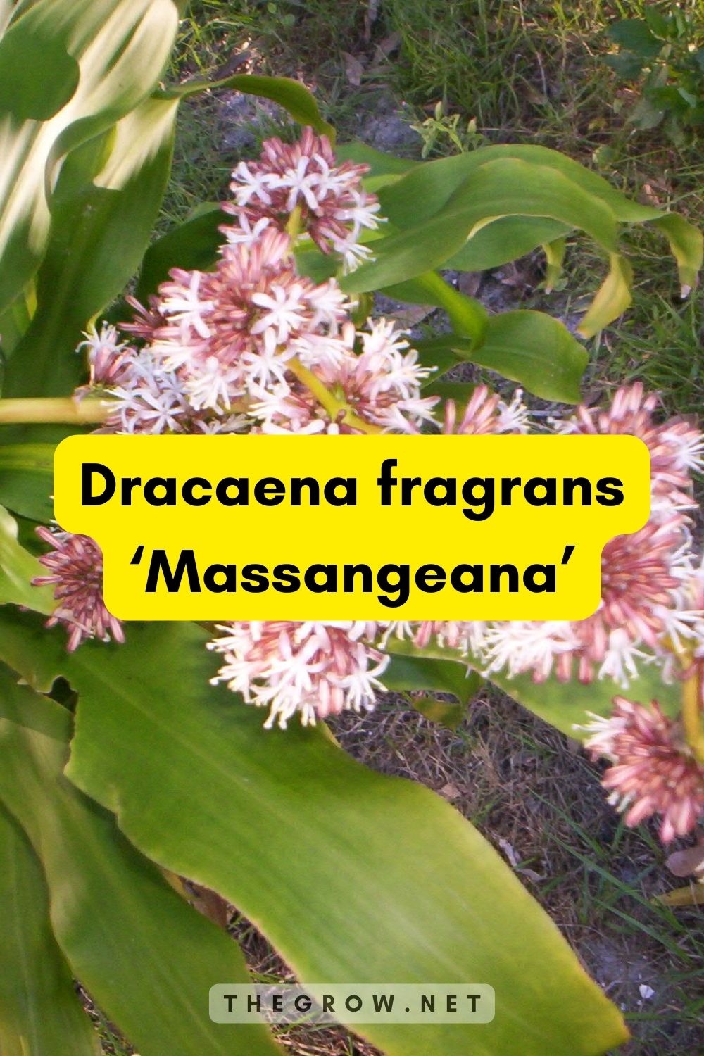 Dracaena fragrans ‘Massangeana’