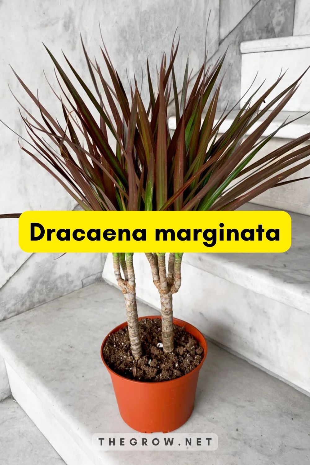 Dracaena marginata