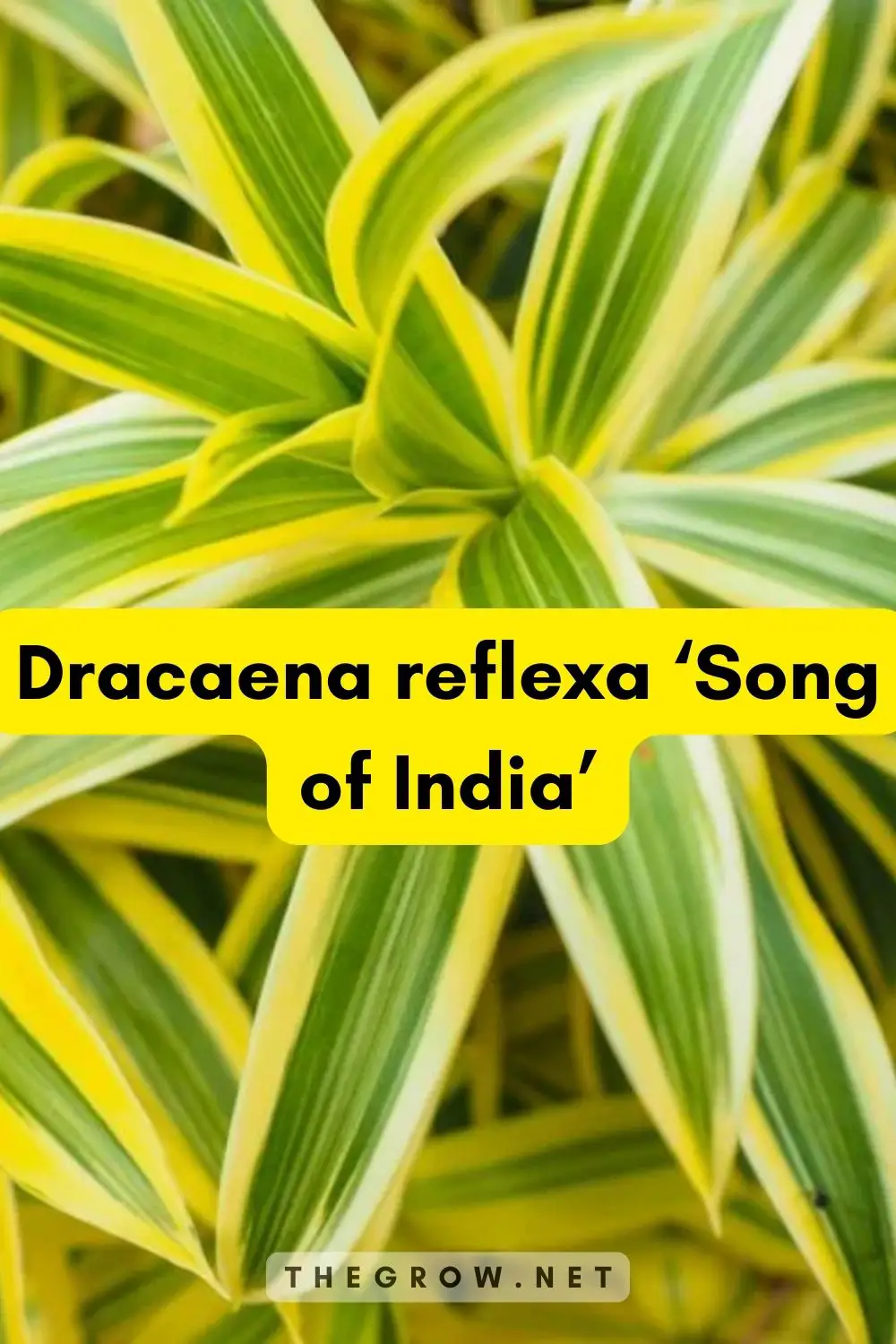 Dracaena reflexa ‘Song of India’