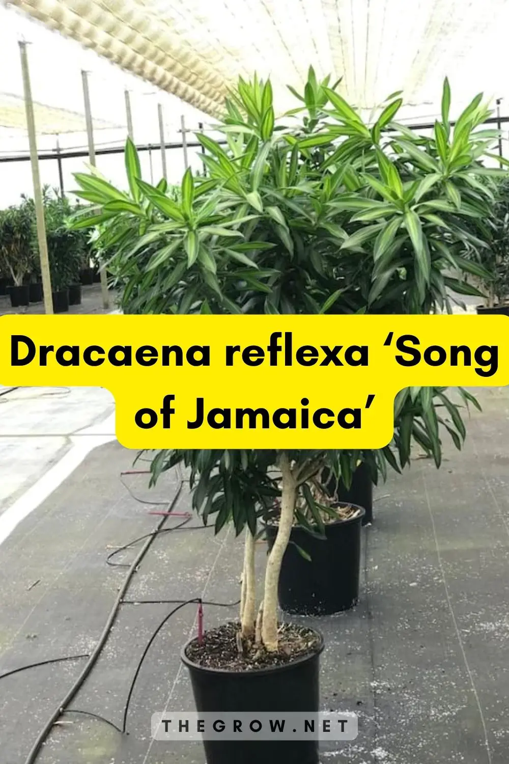 Dracaena reflexa ‘Song of Jamaica’