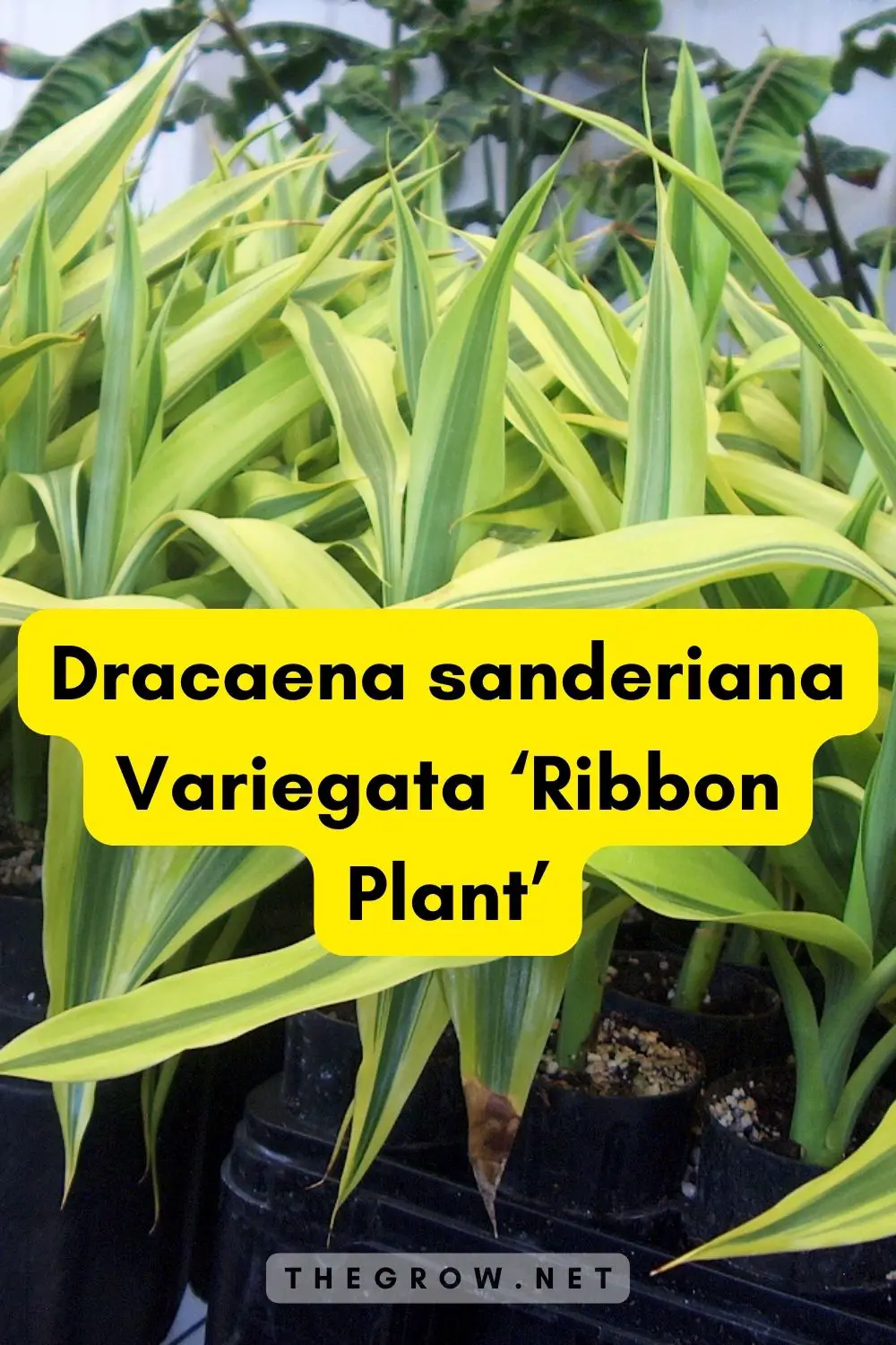 Dracaena sanderiana Variegata ‘Ribbon Plant’