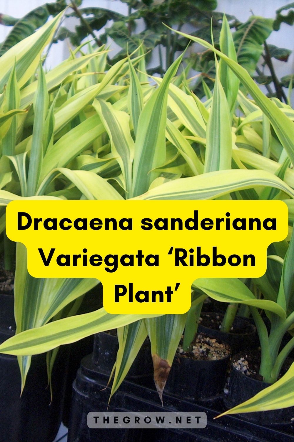 Dracaena sanderiana Variegata ‘Ribbon Plant’