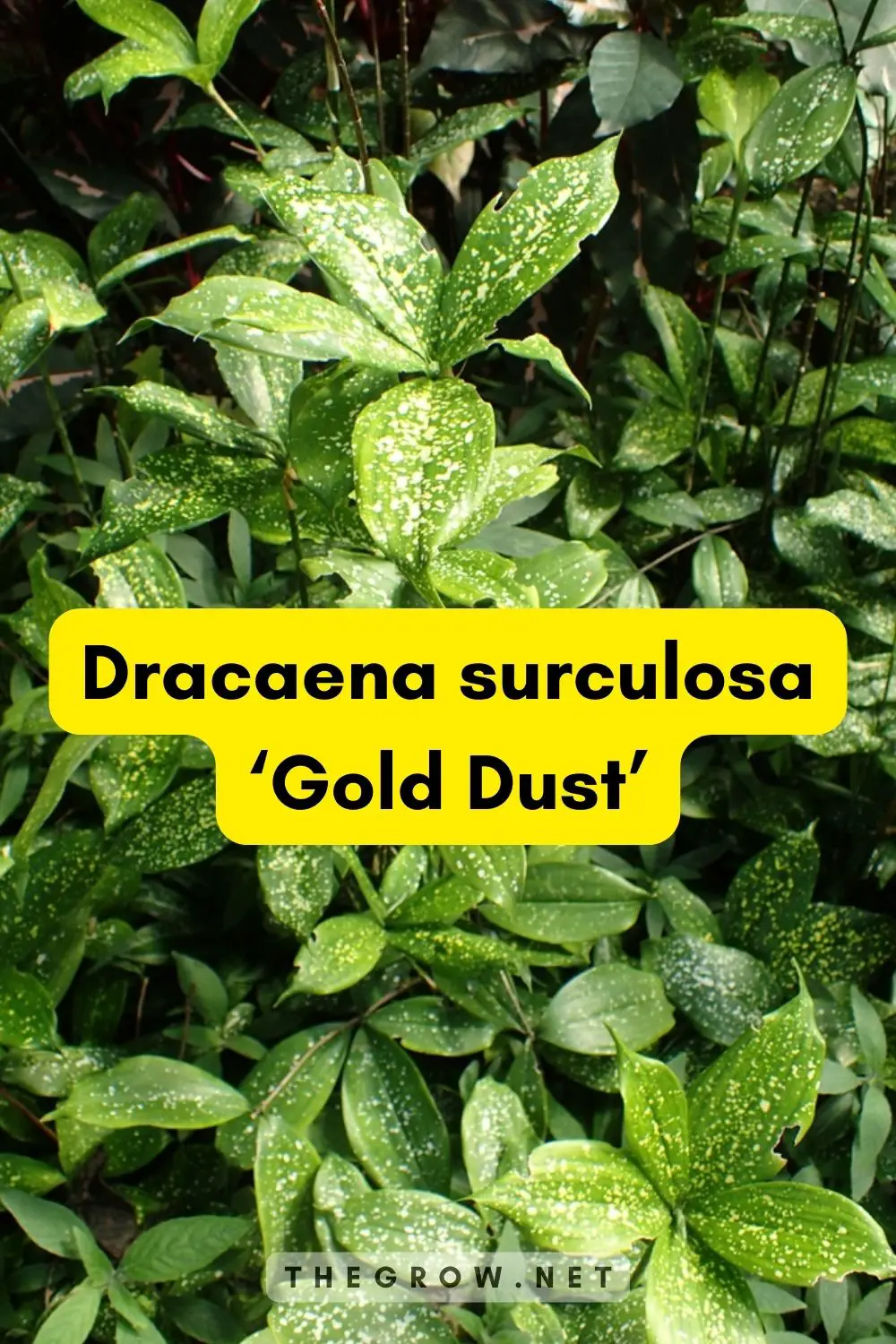 Dracaena surculosa ‘Gold Dust’