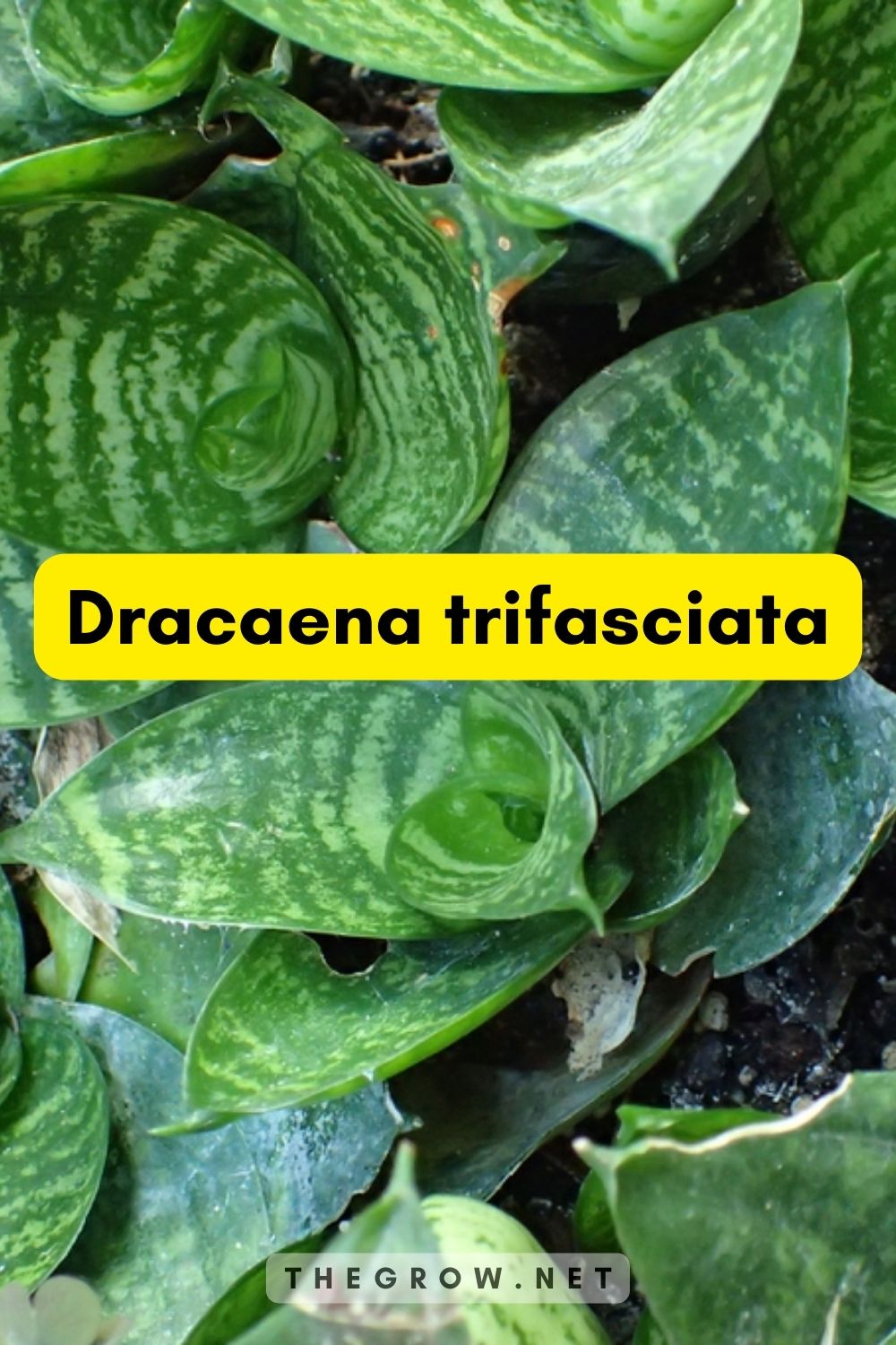 Dracaena trifasciata