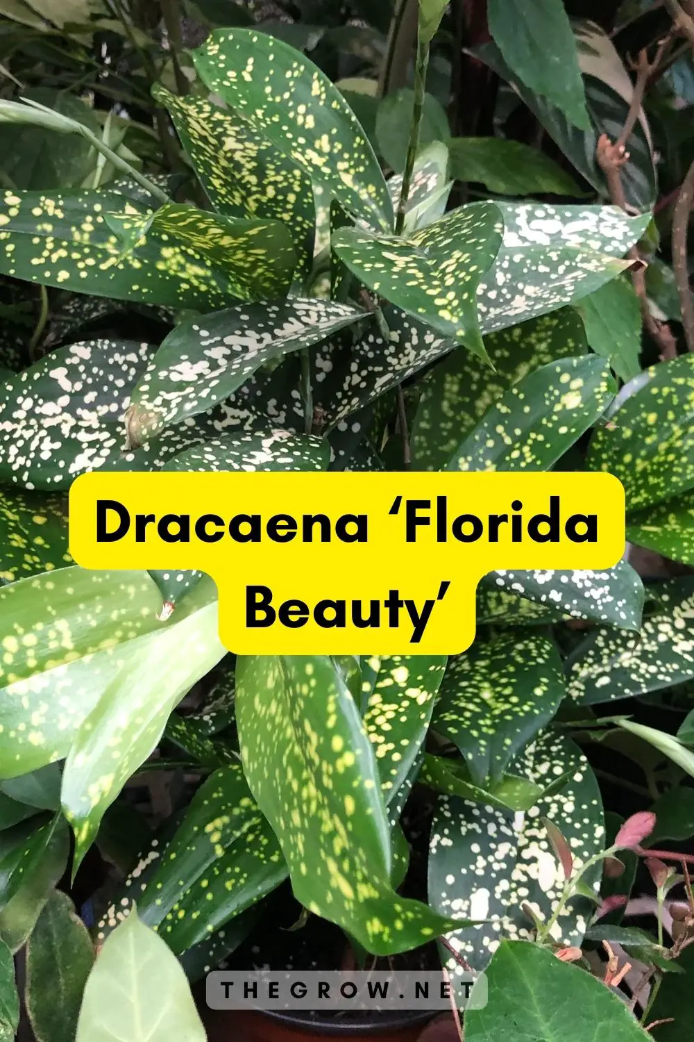 Dracaena ‘Florida Beauty’