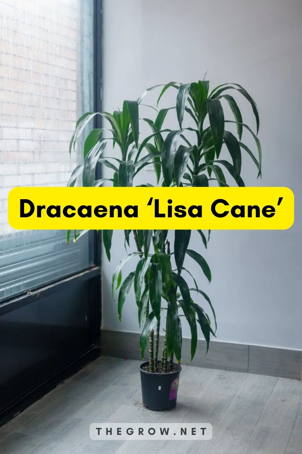 Dracaena ‘Lisa Cane’