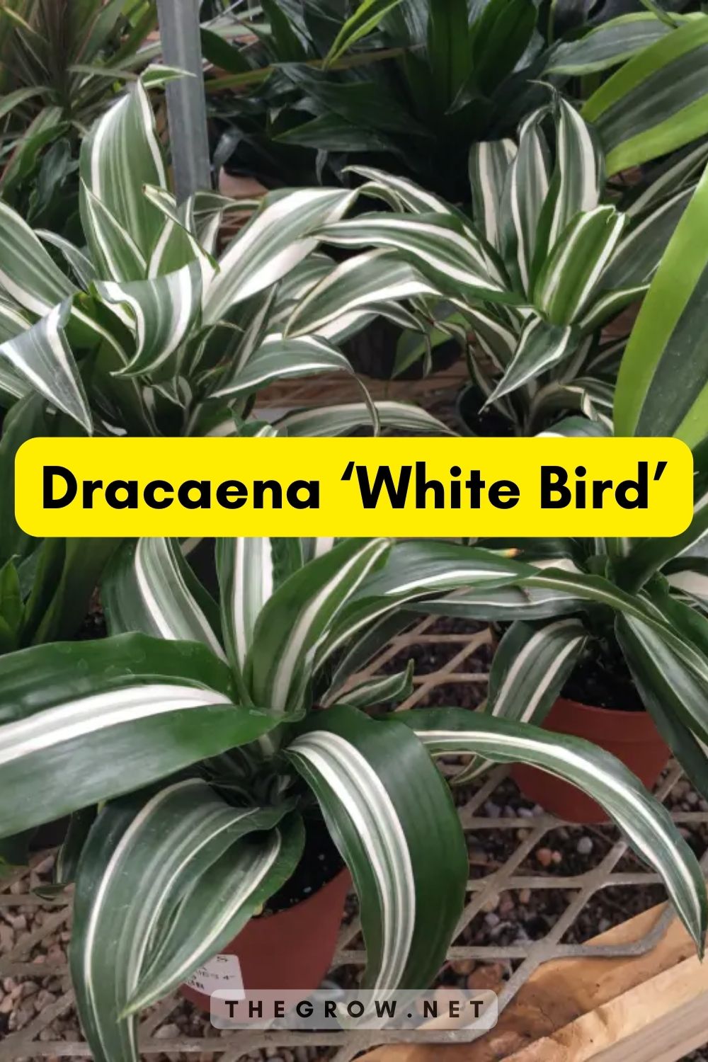 Dracaena ‘White Bird’