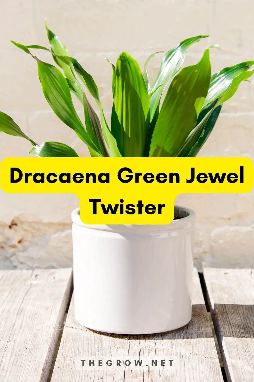 Dracaena Green Jewel Twister