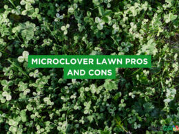Microclover Lawn Pros And Cons