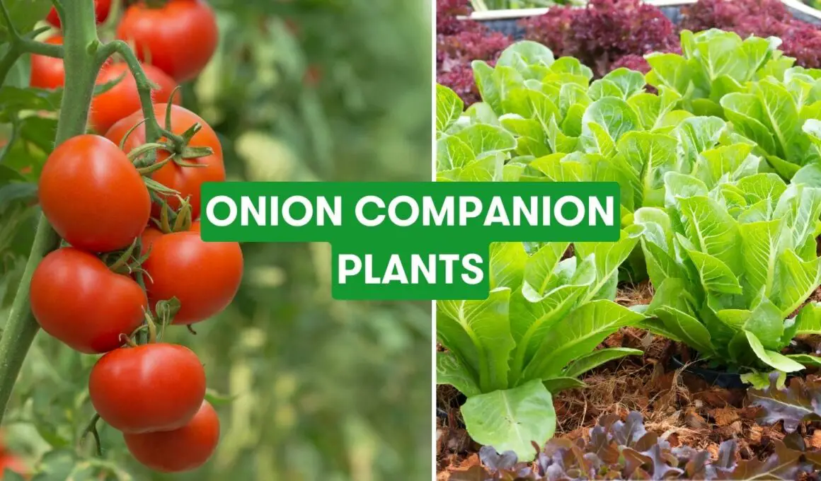 Onions Companion Plants 2023 The Complete List
