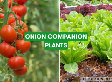 Onions Companion Plants 2023 The Complete List