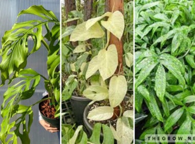 Monstera Plant Varieties